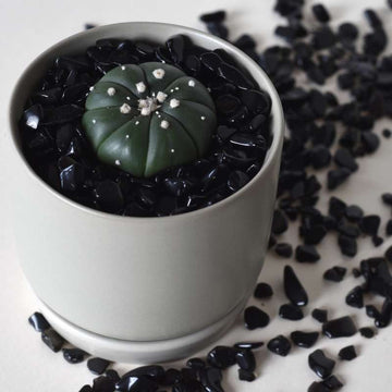 Large Astrophytum Cactus (4cm) Growing Kit