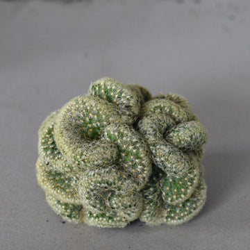 Large Brain Cactus mammillaria cristata 8-10cm