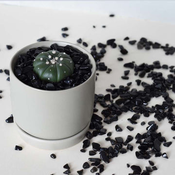 Large Astrophytum Cactus (4cm) Growing Kit