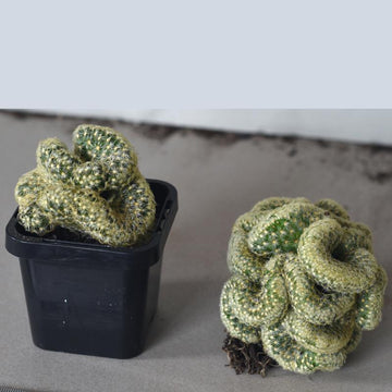 Small Brain Cactus mammillaria cristata 4cm