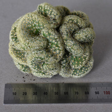 Large Brain Cactus mammillaria cristata 8-10cm