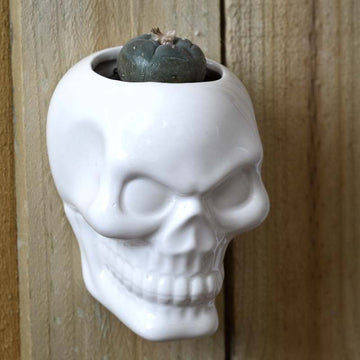 Hanging Skull Pot Peyote (3cm) - 