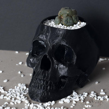 Peyote in Black Skull Planter Bio Pot - 3-5cm plant