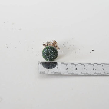 Astrophytum Asterias Button Cactus -  Medium 2-3cm