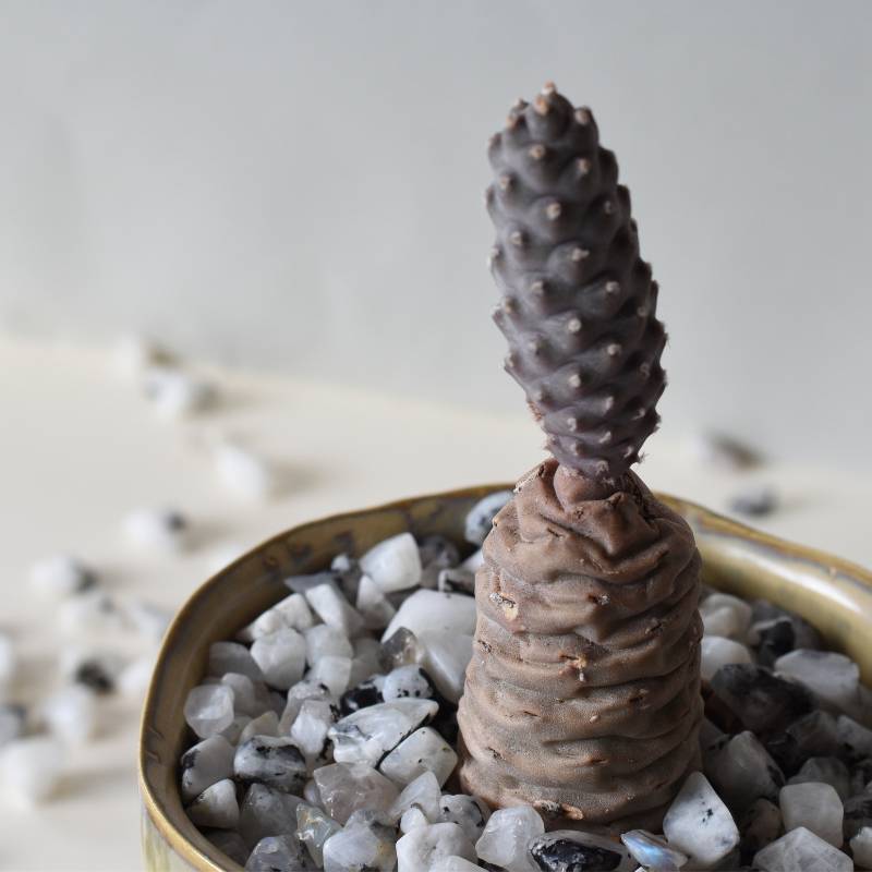 Tephrocactus articulatus 'Diadematus' - "Conez n I"  Pine Cone Cactus