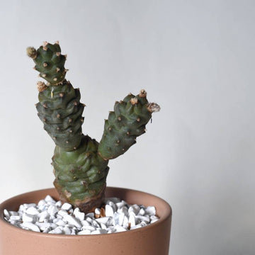 Tephrocactus Articulatus Papyracanthus - 