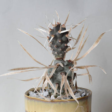 Tephrocactus Articulatus Papyracanthus  - 