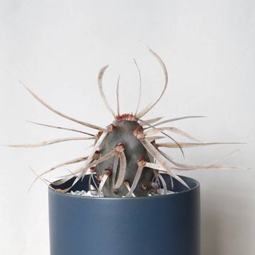 Tephrocactus Articulatus Papyracanthus  - "Sideshow" - ‘Major’ Paper spine cactus