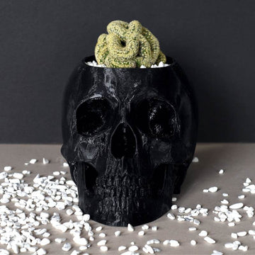 Large Brain Cactus in Black Skull Planter Bio Pot - Mammillaria Cristata 8-10cm