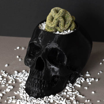 Large Brain Cactus in Black Skull Planter Bio Pot - Mammillaria Cristata 8-10cm