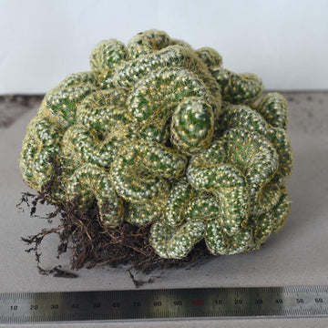 Rare Jumbo Brain Cactus mammillaria cristata 17cm