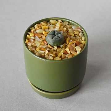 Small Peyote 2cm Button - Sacred Cactus Growing Kit - 