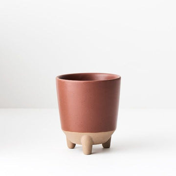 Iosetta Chestnut - Mini Pot