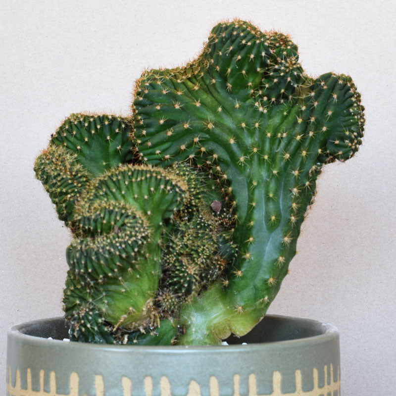 Spook' - Mutant Cactus