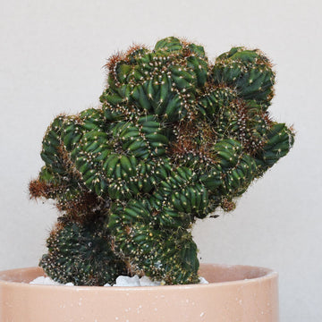 'Popcorn' - Mutant Cactus