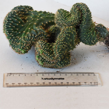 'Popcorn' - Mutant Cactus