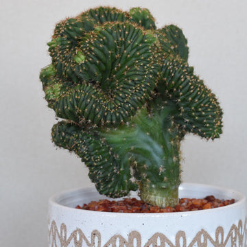 'Spiral Out' - Mutant Cactus