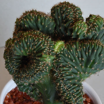 'Spiral Out' - Mutant Cactus