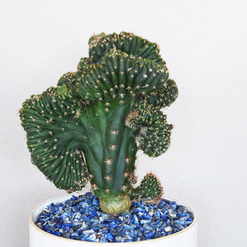 'The Axe' Monstrose Pachanoi - Mutant Cactus