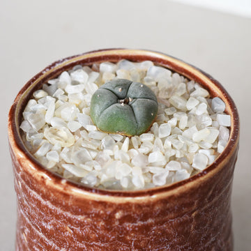 Large Peyote 3.5cm - 4cm Button - Sacred Cactus Growing Kit - 