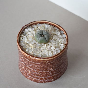 Large Peyote 3.5cm - 4cm Button - Sacred Cactus Growing Kit - 