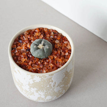 Large Peyote 3.5cm - 4cm Button - Sacred Cactus Growing Kit - 