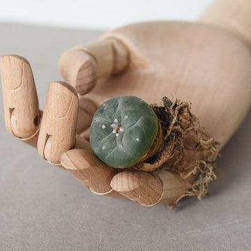 NEW* Peyote Button (Lophophora Williamsii) - Sacred Cactus - Medium 3cm wide