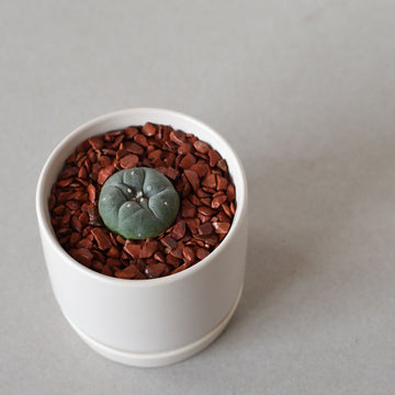 Medium Peyote 3cm Button - Sacred Cactus Growing Kit - 