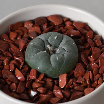 Medium Peyote 3cm Button - Sacred Cactus Growing Kit - 