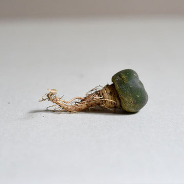 Peyote Button (Lophophora Williamsii) - Sacred Cactus - Small 2cm wide