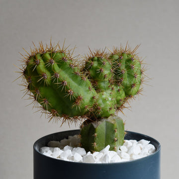 'Hulk Smash' - Mutant Cactus