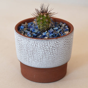 Mini Spiky Echinopsis Terscheckii Hybrid - Sacred Cactus Growing Kit - 