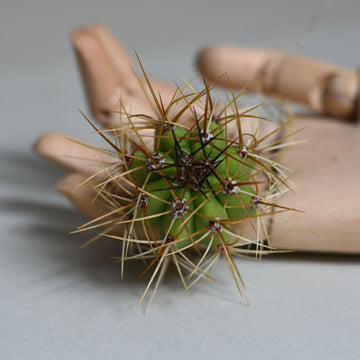 Spiky Cactus Echinopsis terscheckii hybrid - Small 2-5cm Wide