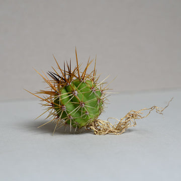 Spiky Cactus Echinopsis terscheckii hybrid - Small 2-5cm Wide