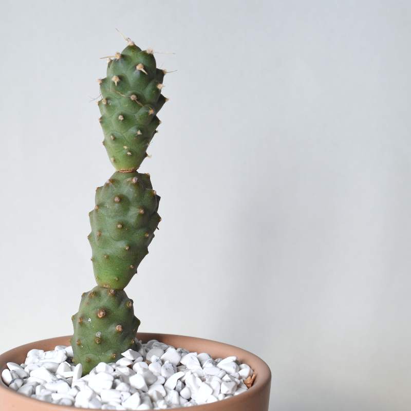 Tephrocactus Articulatus Papyracanthus - "Stacka" Paper Spine Cactus