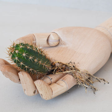 Trichocereus Hybrid Cactus - Small 5-10cm High