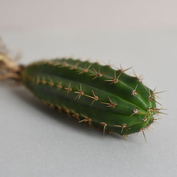 Trichocereus Hybrid Cactus - Medium 10-15cm High