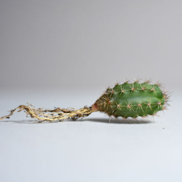 Trichocereus Hybrid Cactus - Mini 2-5cm High