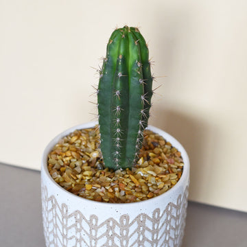 Medium Trichocereus Hybrid - Sacred Cactus Growing Kit  - 