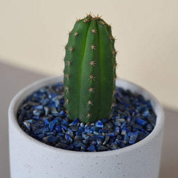 Small Trichocereus Hybrid - Sacred Cactus Growing Kit - 